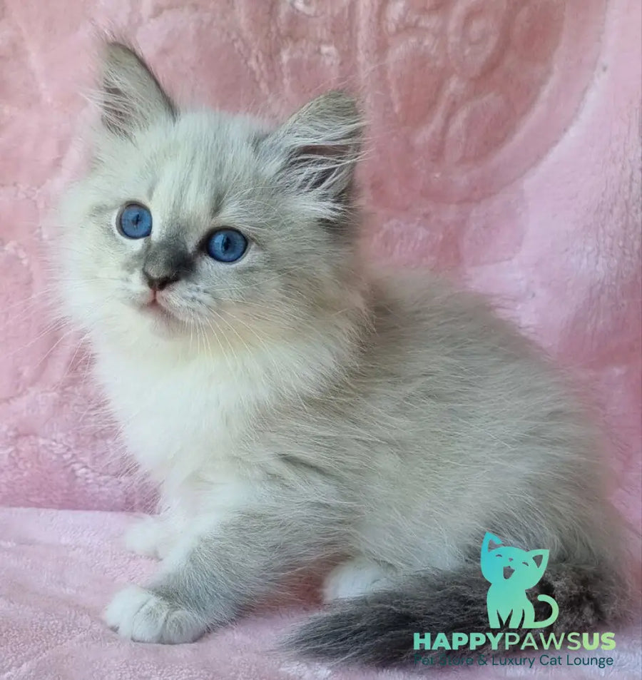 Yvette Siberian female blue tabby pointed with white - live animals