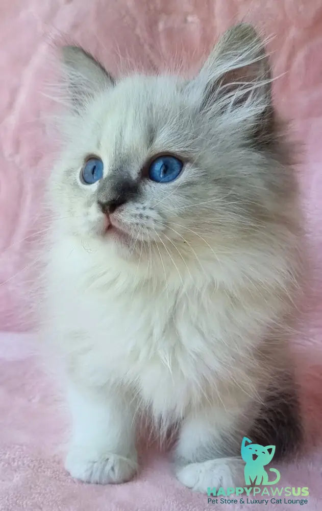 Yvette Siberian female blue tabby pointed with white - live animals