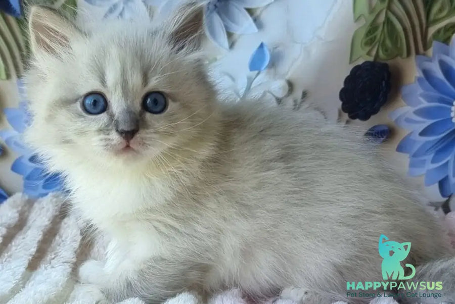 Yvette Siberian female blue tabby pointed with white - live animals