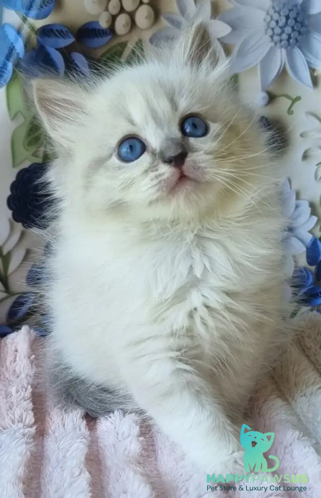 Yvette Siberian female blue tabby pointed with white - live animals