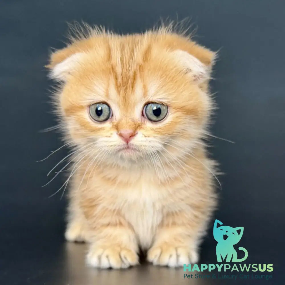 Yvian Munchkin female black golden tabby - live animals