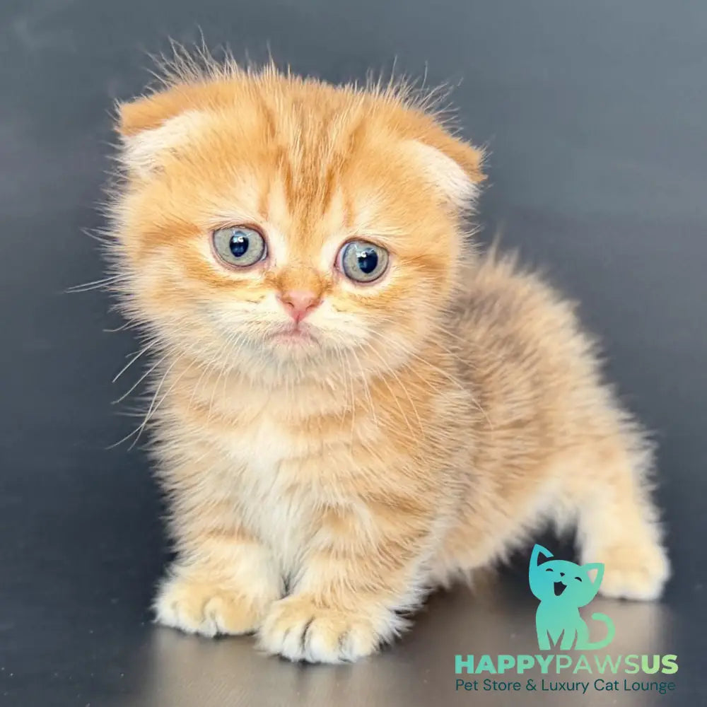Yvian Munchkin female black golden tabby - live animals