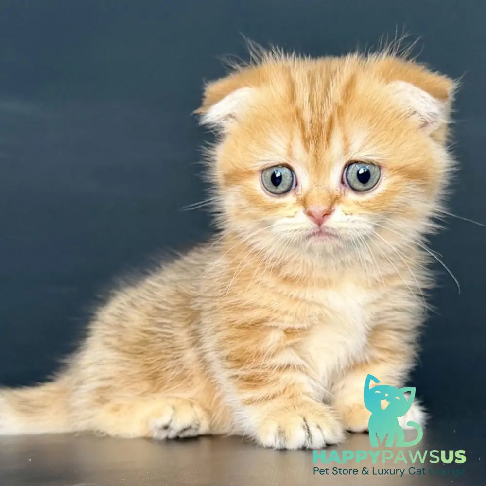 Yvian Munchkin female black golden tabby - live animals