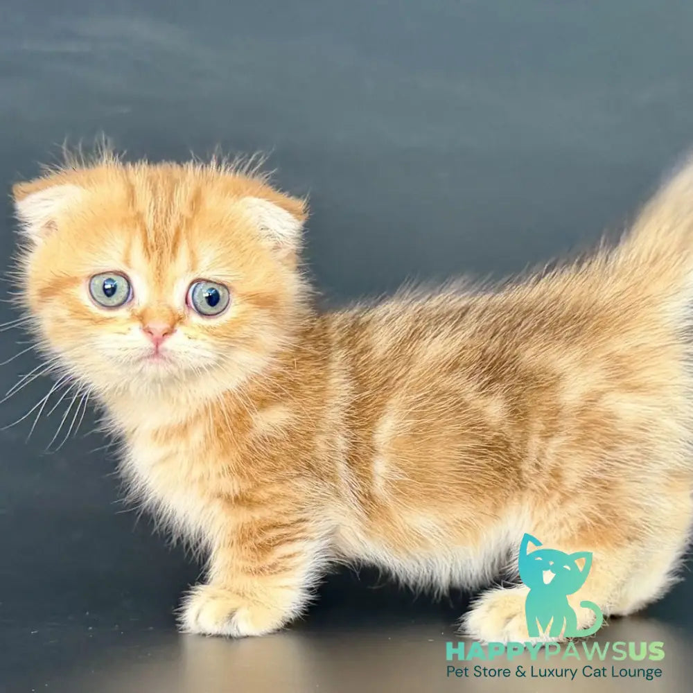 Yvian Munchkin female black golden tabby - live animals