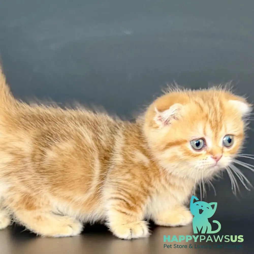Yvian Munchkin female black golden tabby - live animals
