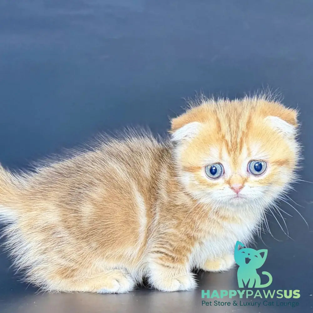 Yvian Munchkin female black golden tabby - live animals