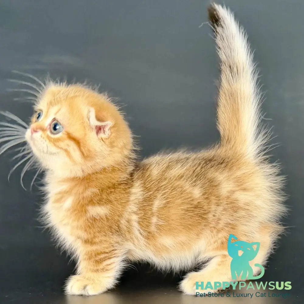 Yvian Munchkin female black golden tabby - live animals
