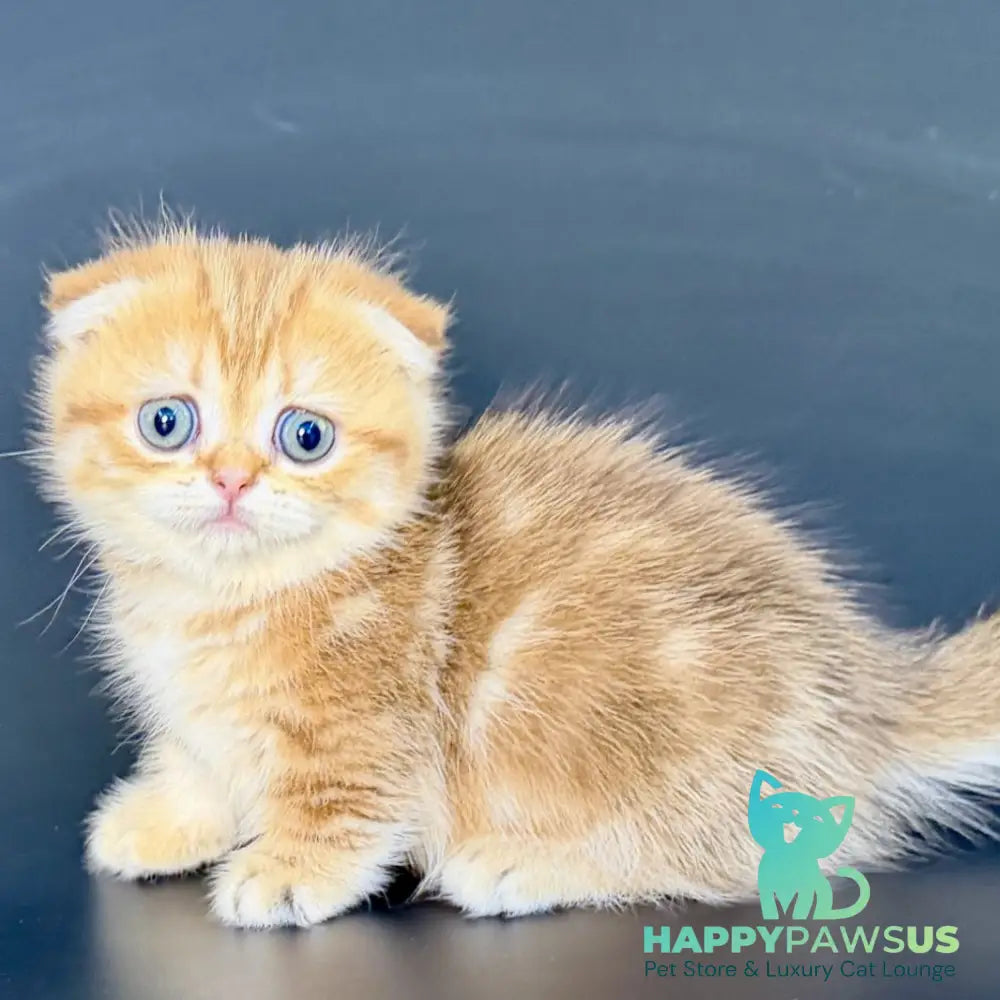 Yvian Munchkin female black golden tabby - live animals