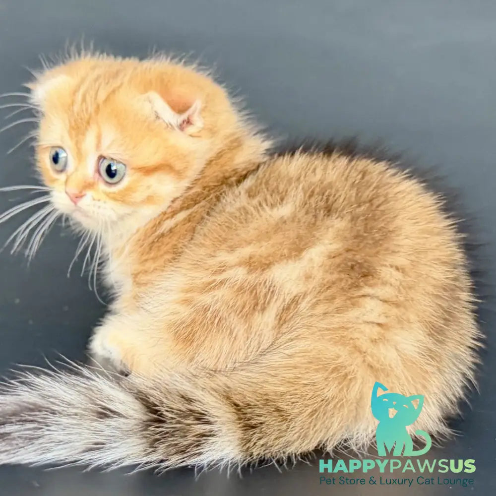 Yvian Munchkin female black golden tabby - live animals