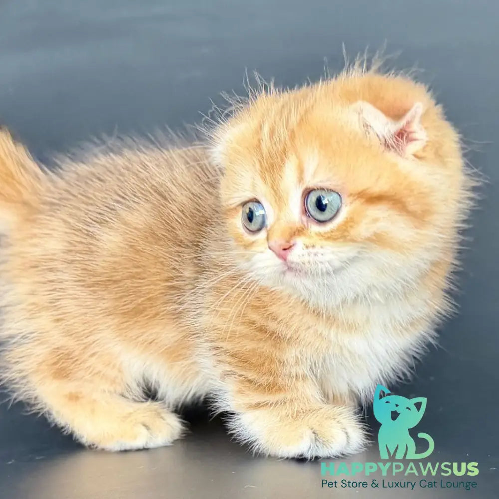 Yvian Munchkin female black golden tabby - live animals