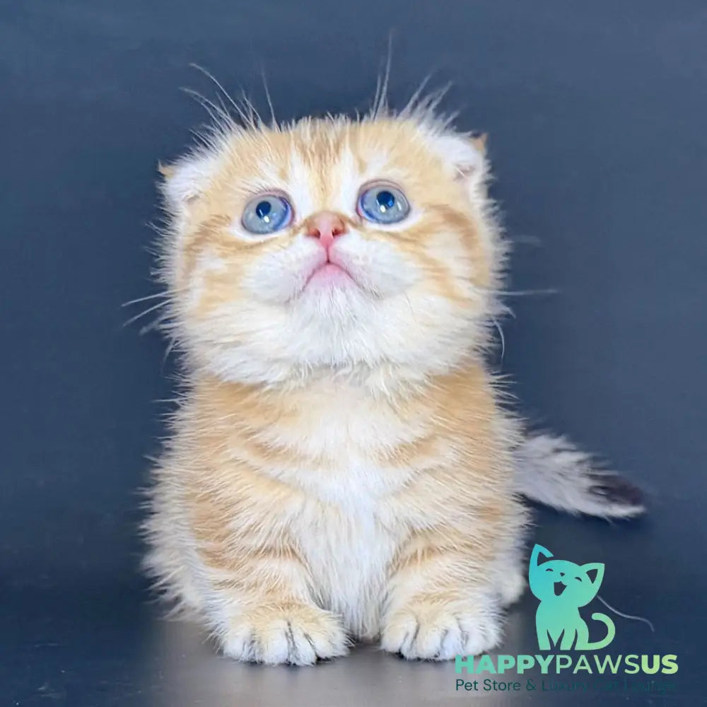 Yvian Munchkin female black golden tabby - live animals