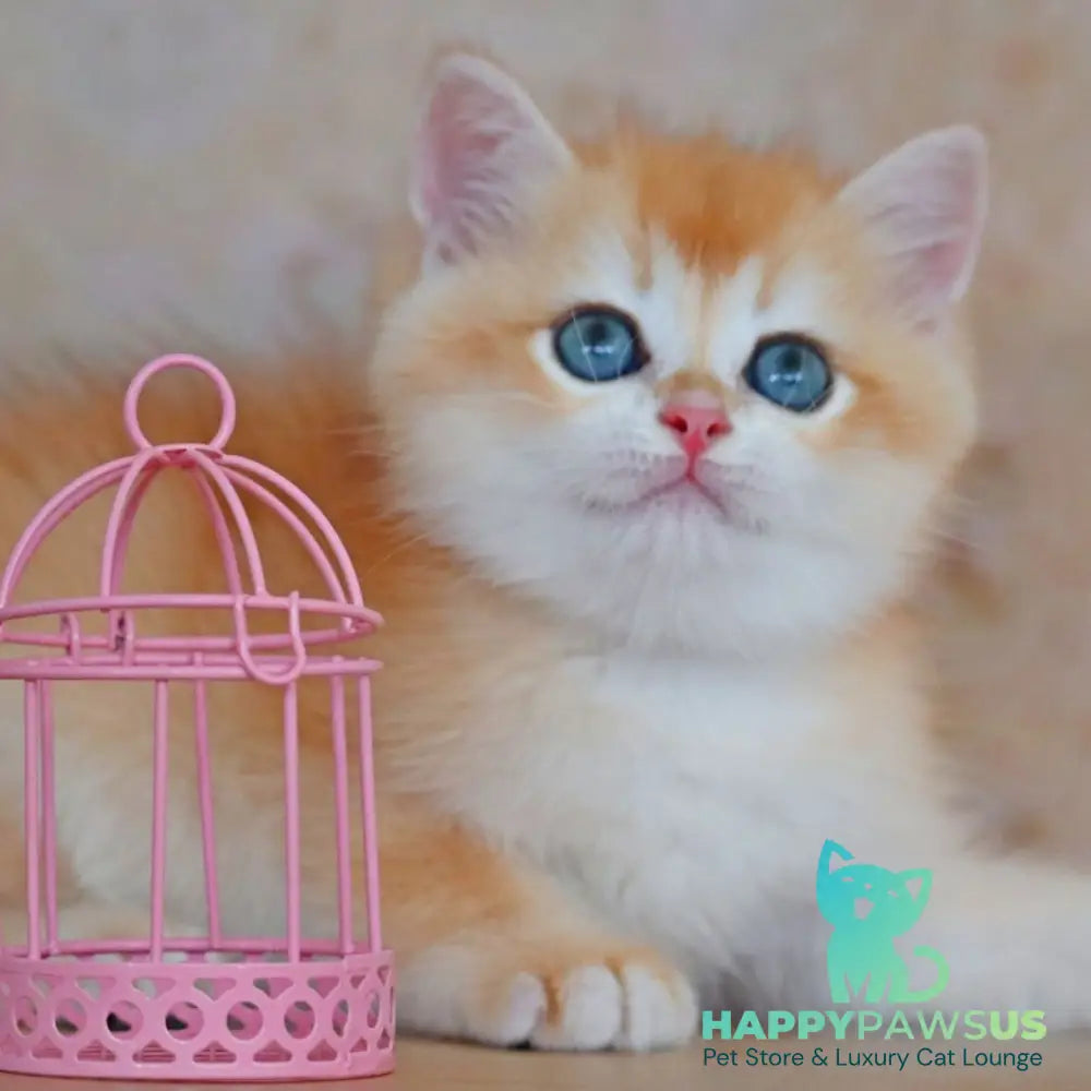 Yvonne British Shorthair female black golden shaded - live animals