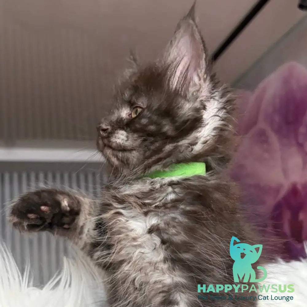 Yvonne Maine Coon female black silver - live animals