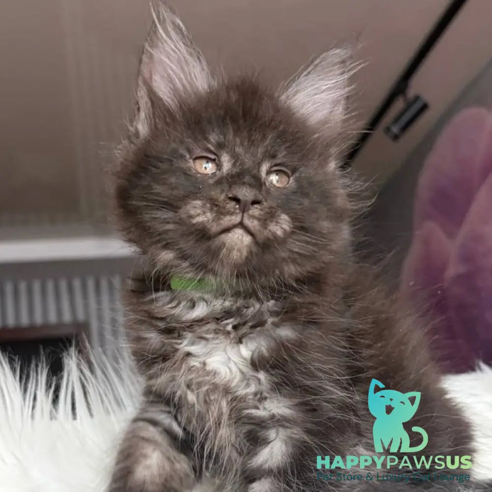 Yvonne Maine Coon female black silver - live animals