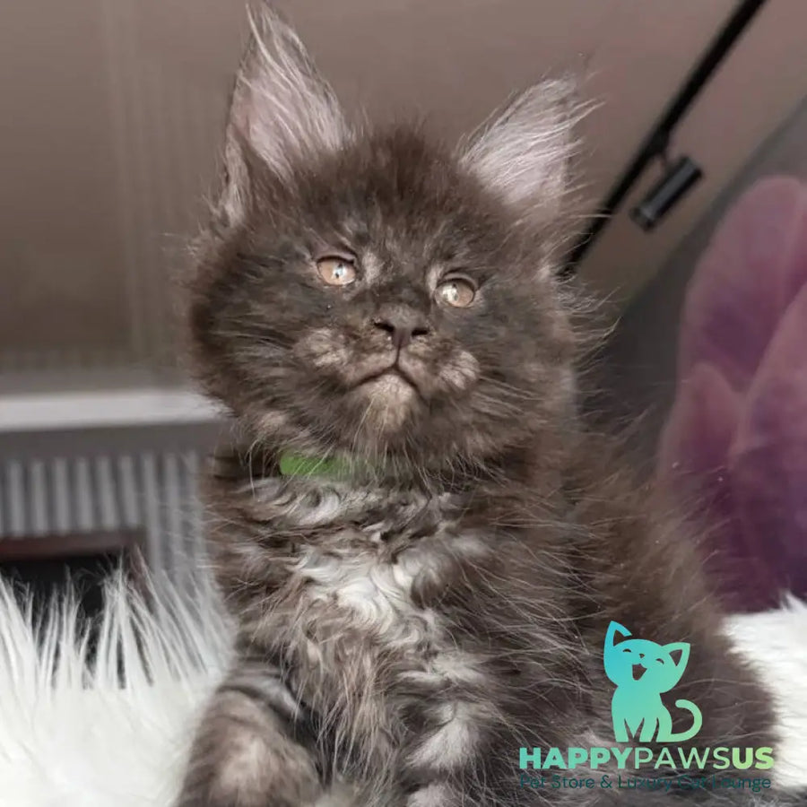 Yvonne Maine Coon female black silver - live animals