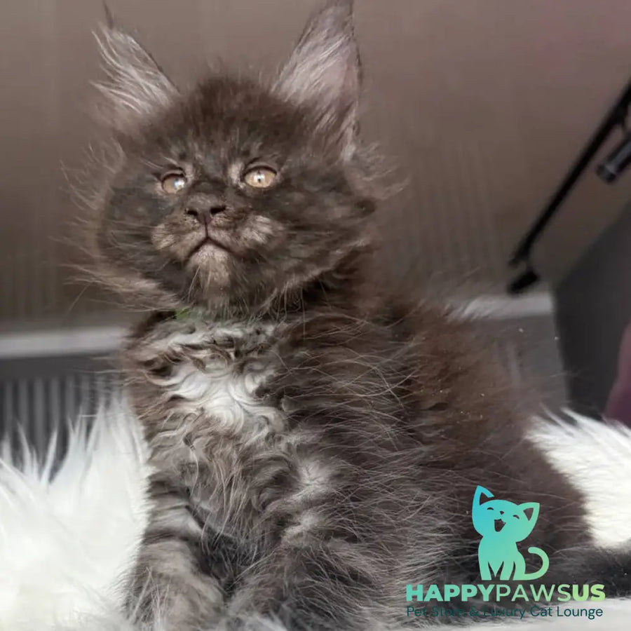 Yvonne Maine Coon female black silver - live animals