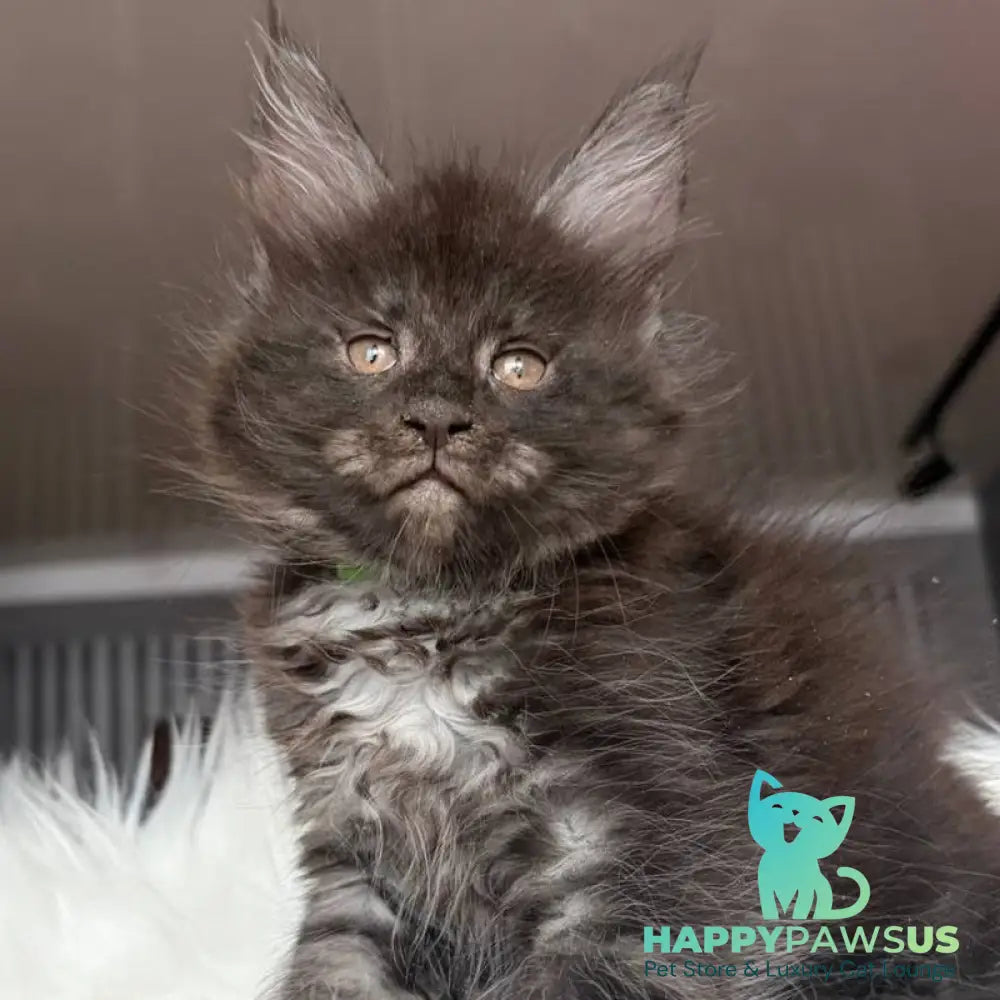Yvonne Maine Coon female black silver - live animals