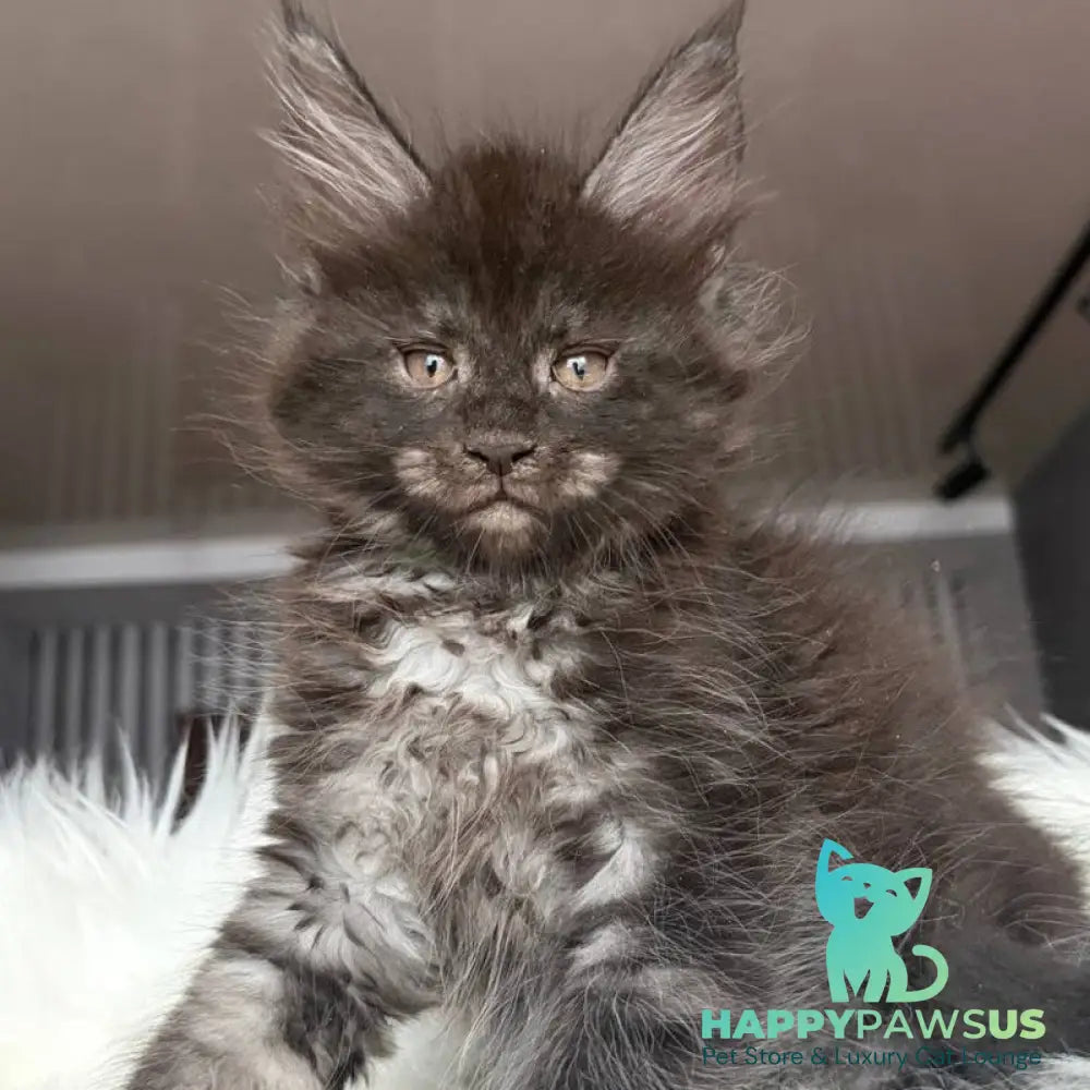 Yvonne Maine Coon female black silver - live animals
