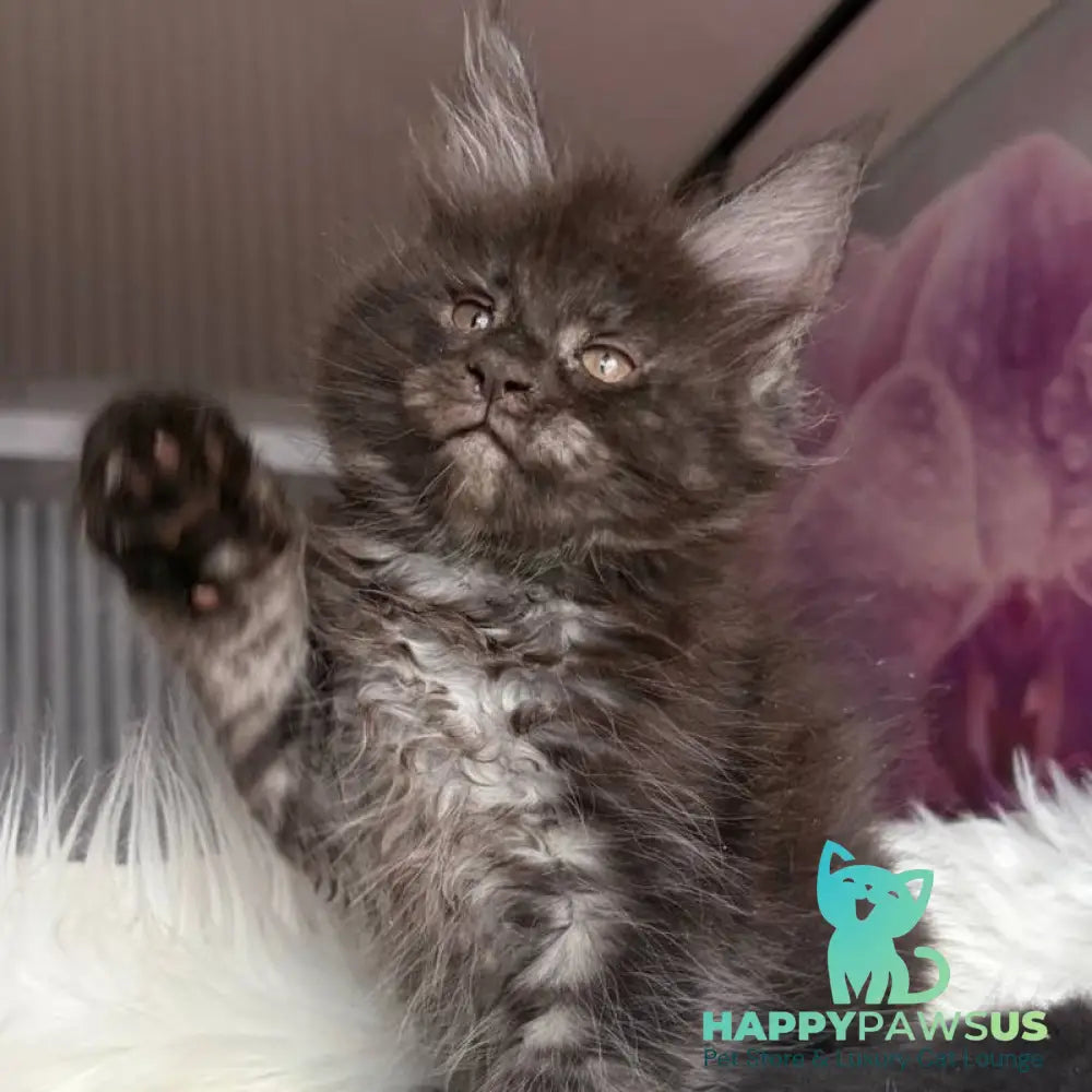 Yvonne Maine Coon female black silver - live animals