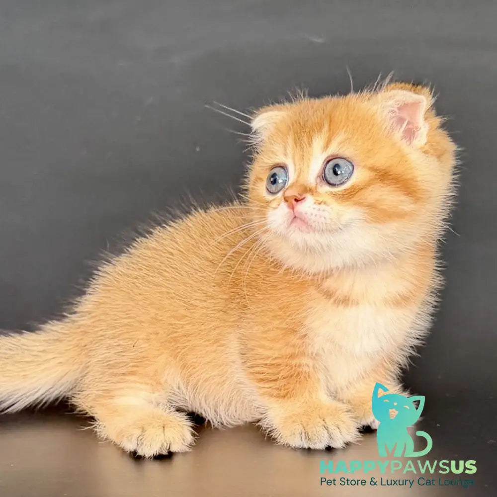 Yzro Munchkin male black golden shaded - live animals