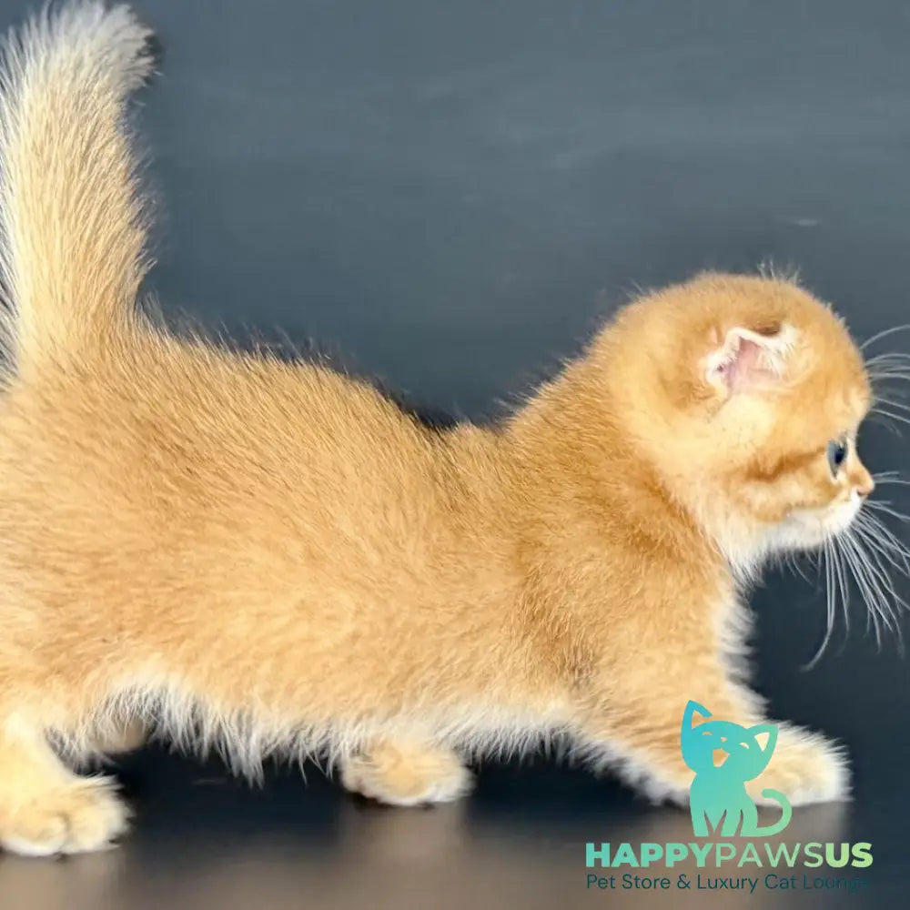 Yzro Munchkin male black golden shaded - live animals