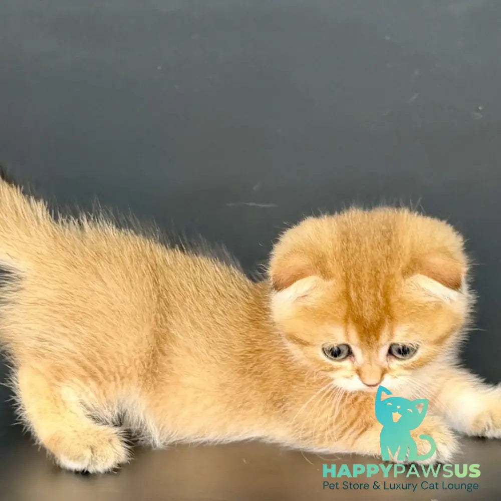 Yzro Munchkin male black golden shaded - live animals