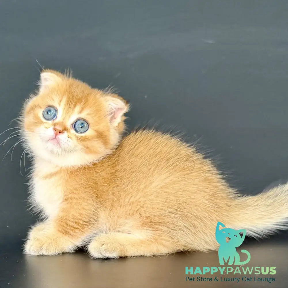 Yzro Munchkin male black golden shaded - live animals