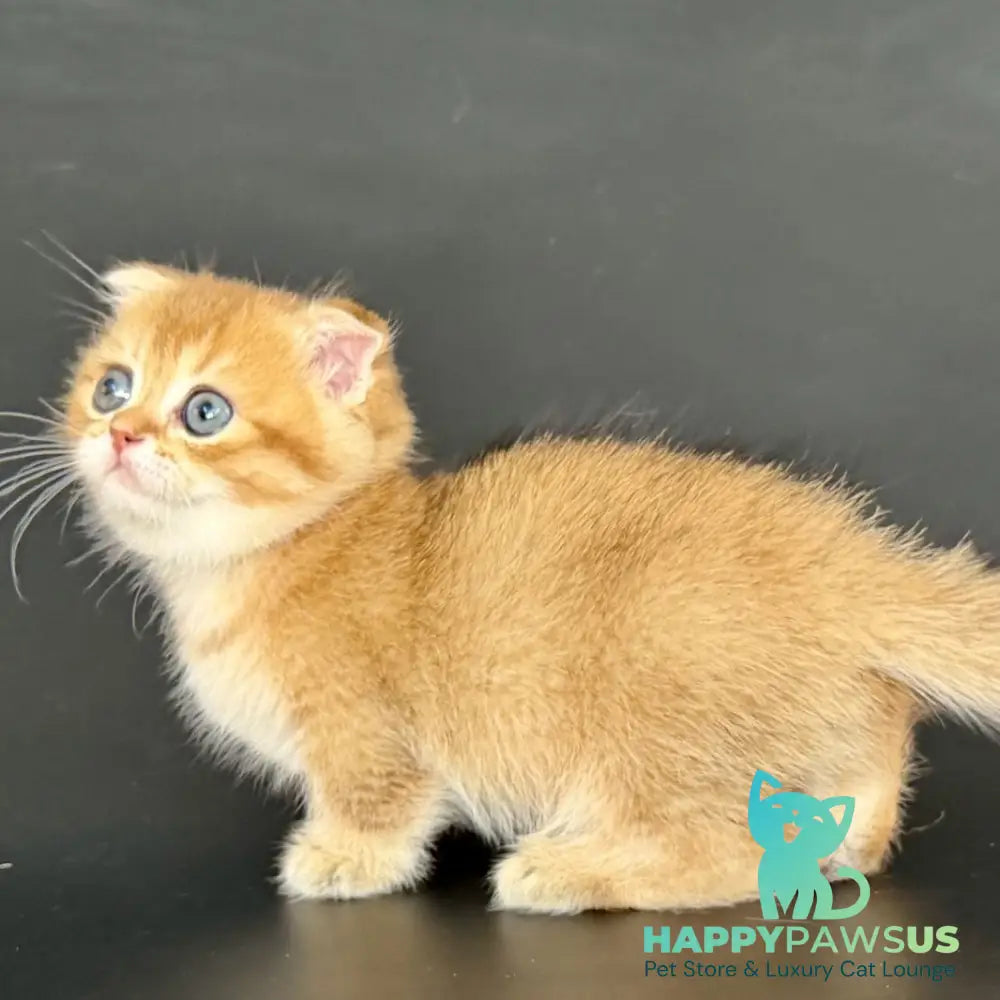 Yzro Munchkin male black golden shaded - live animals