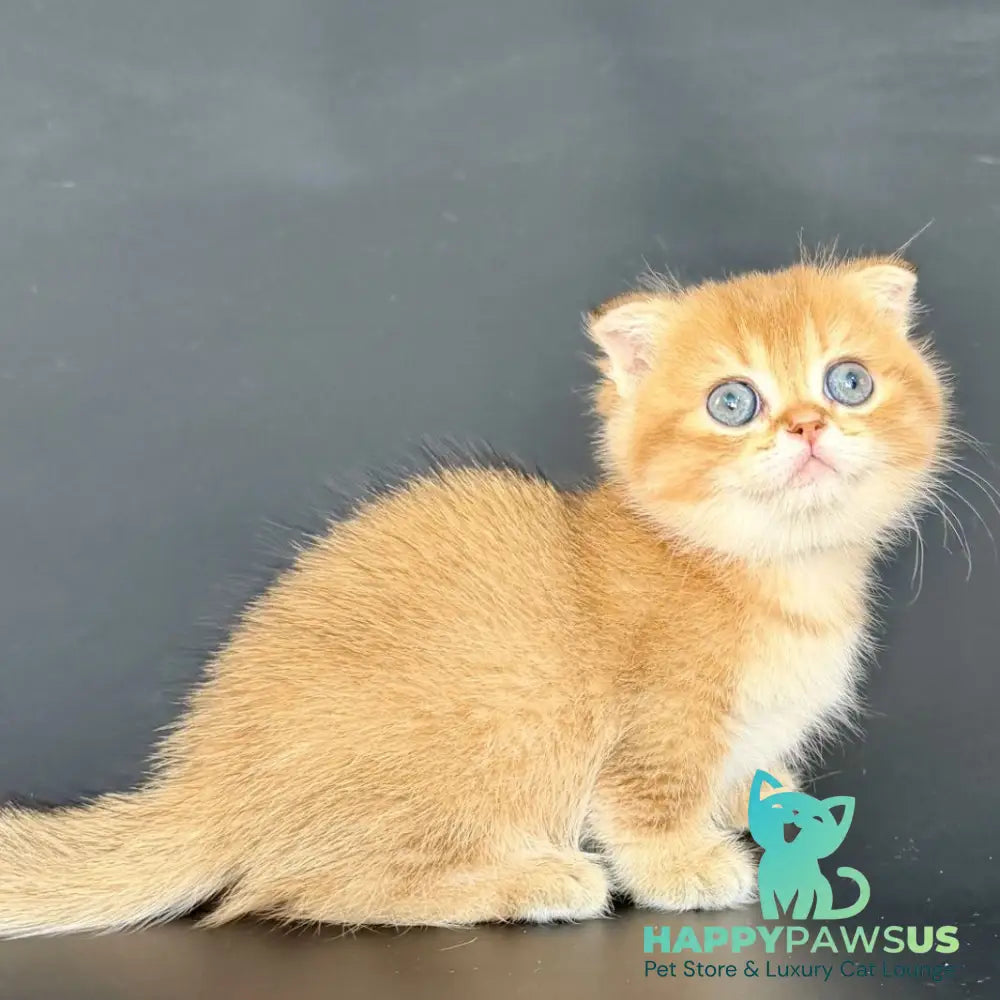 Yzro Munchkin male black golden shaded - live animals