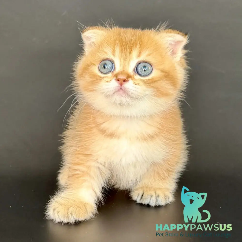 Yzro Munchkin male black golden shaded - live animals