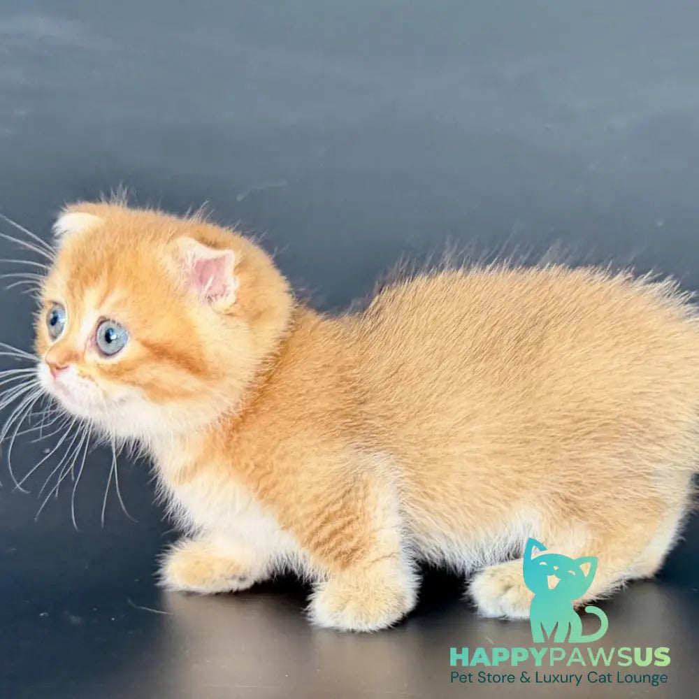 Yzro Munchkin male black golden shaded - live animals