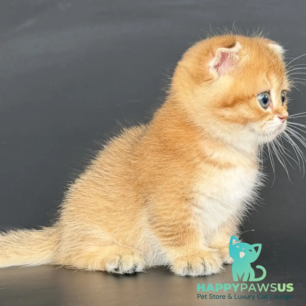 Yzro Munchkin male black golden shaded - live animals
