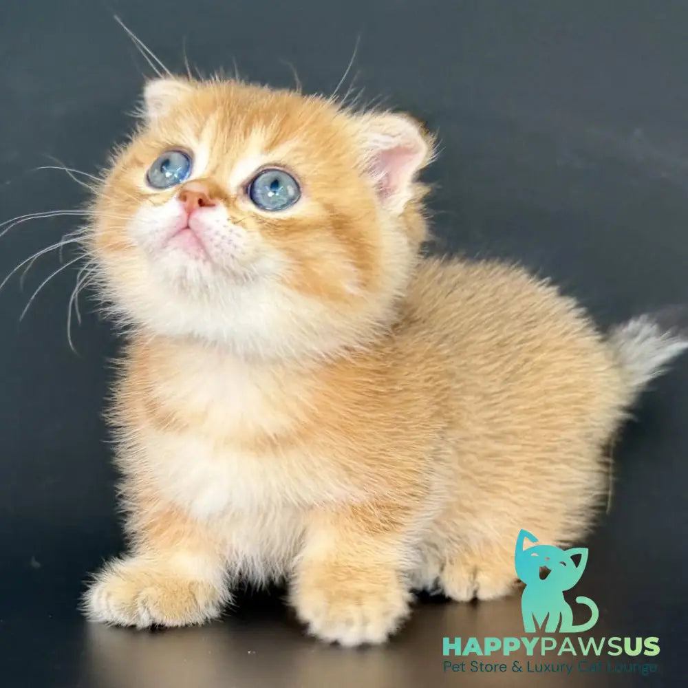 Yzro Munchkin male black golden shaded - live animals