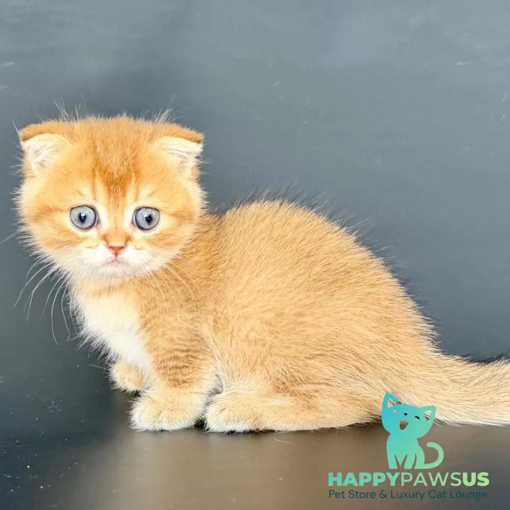 Yzro Munchkin male black golden shaded - live animals