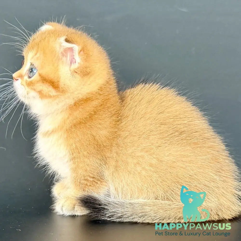 Yzro Munchkin male black golden shaded - live animals
