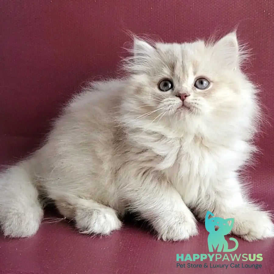 Zabava British Longhair female blue golden shaded - live animals