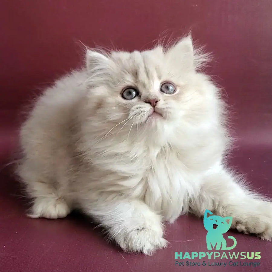Zabava British Longhair female blue golden shaded - live animals