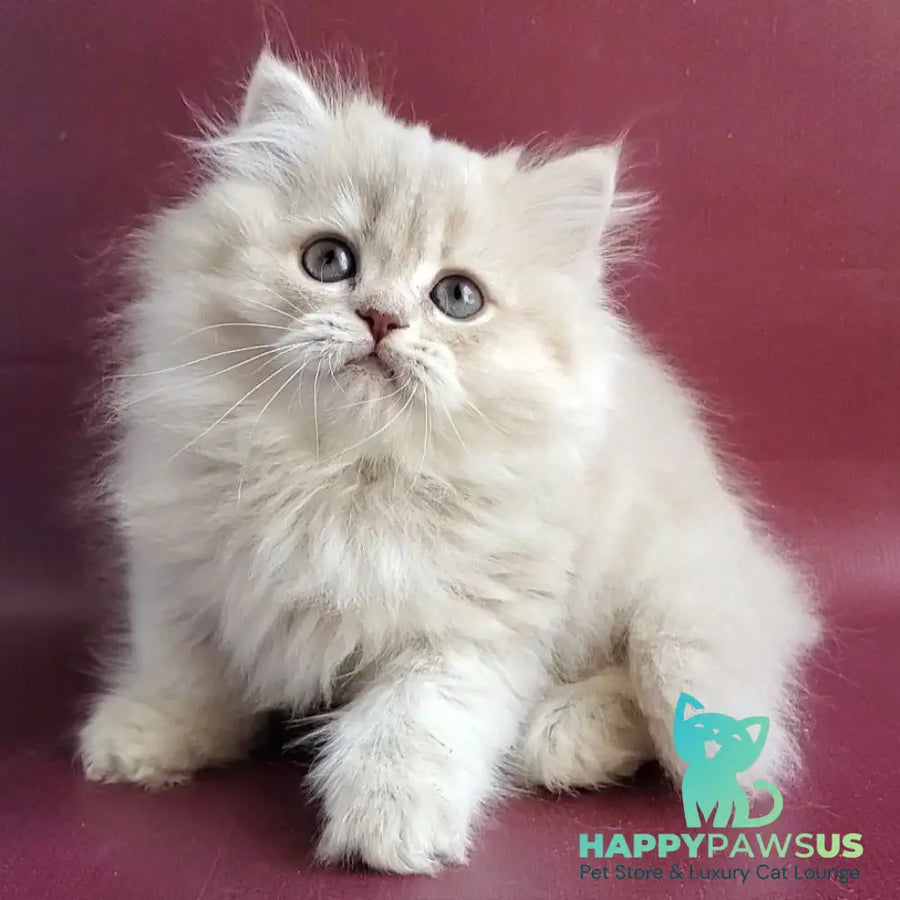 Zabava British Longhair female blue golden shaded - live animals