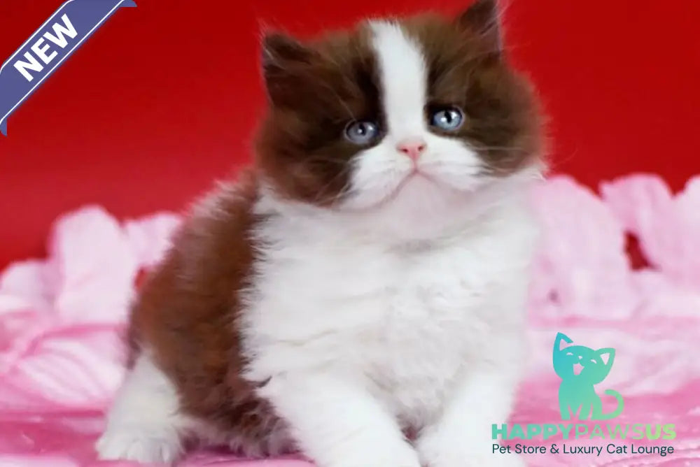 Zabava British Longhair female chocolate bicolour - live animals