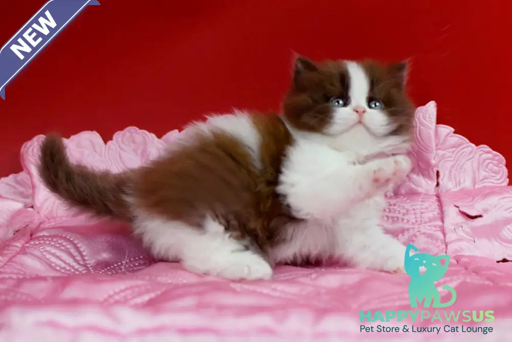 Zabava British Longhair female chocolate bicolour - live animals