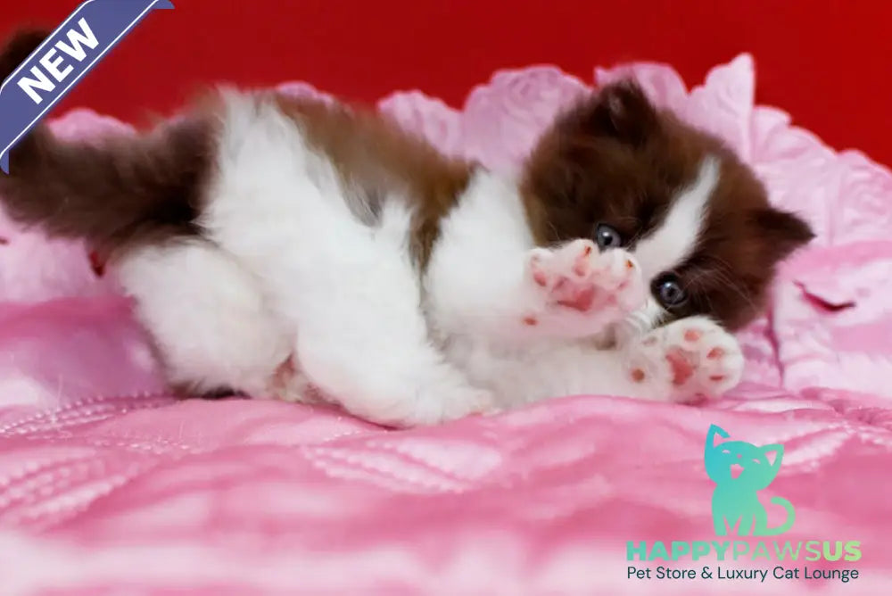 Zabava British Longhair female chocolate bicolour - live animals