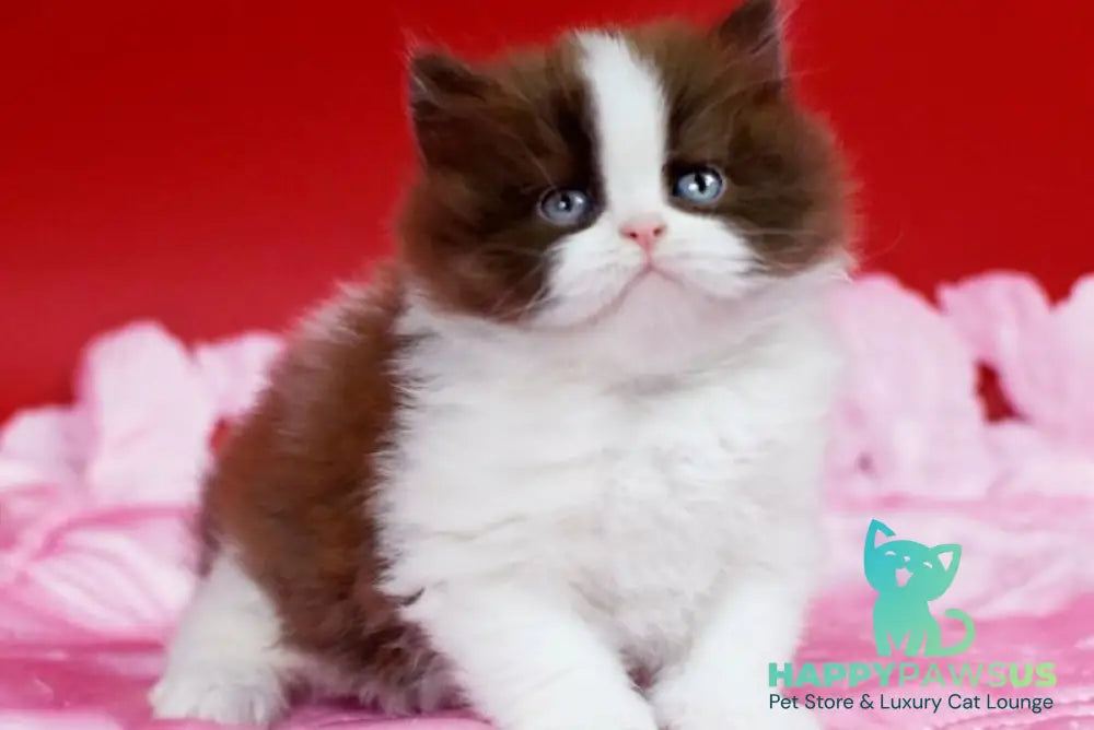 Zabava British Longhair female chocolate bicolour - live animals