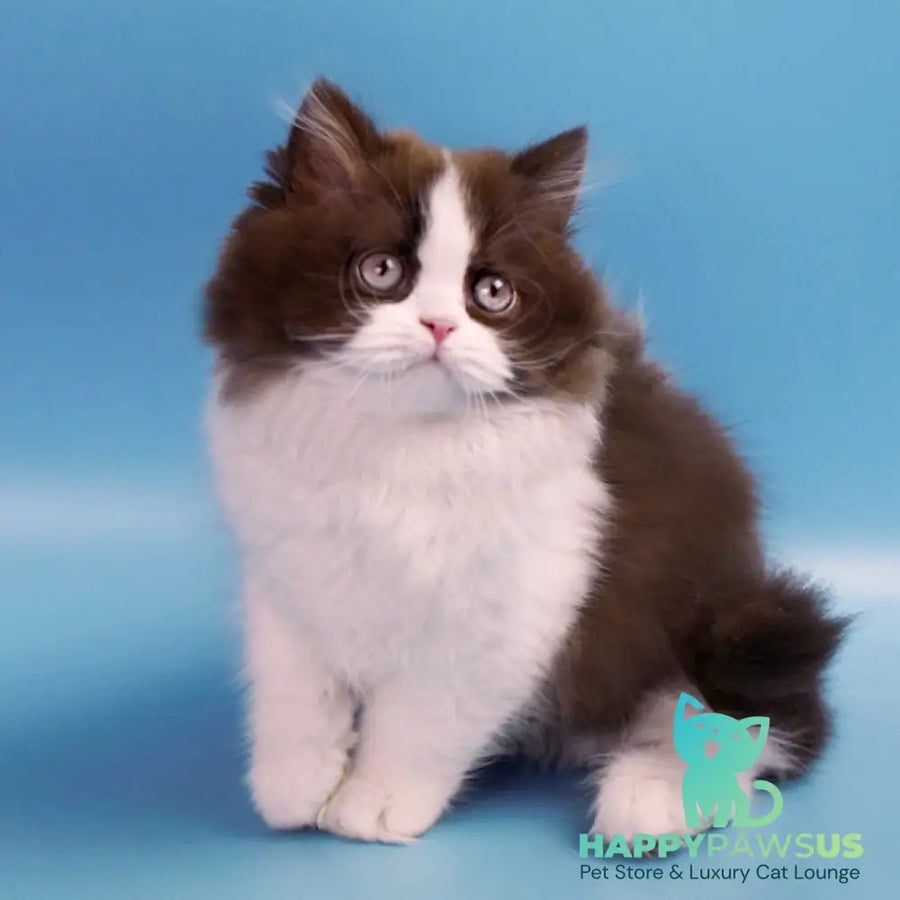 Zabava British Longhair female chocolate bicolour - live animals