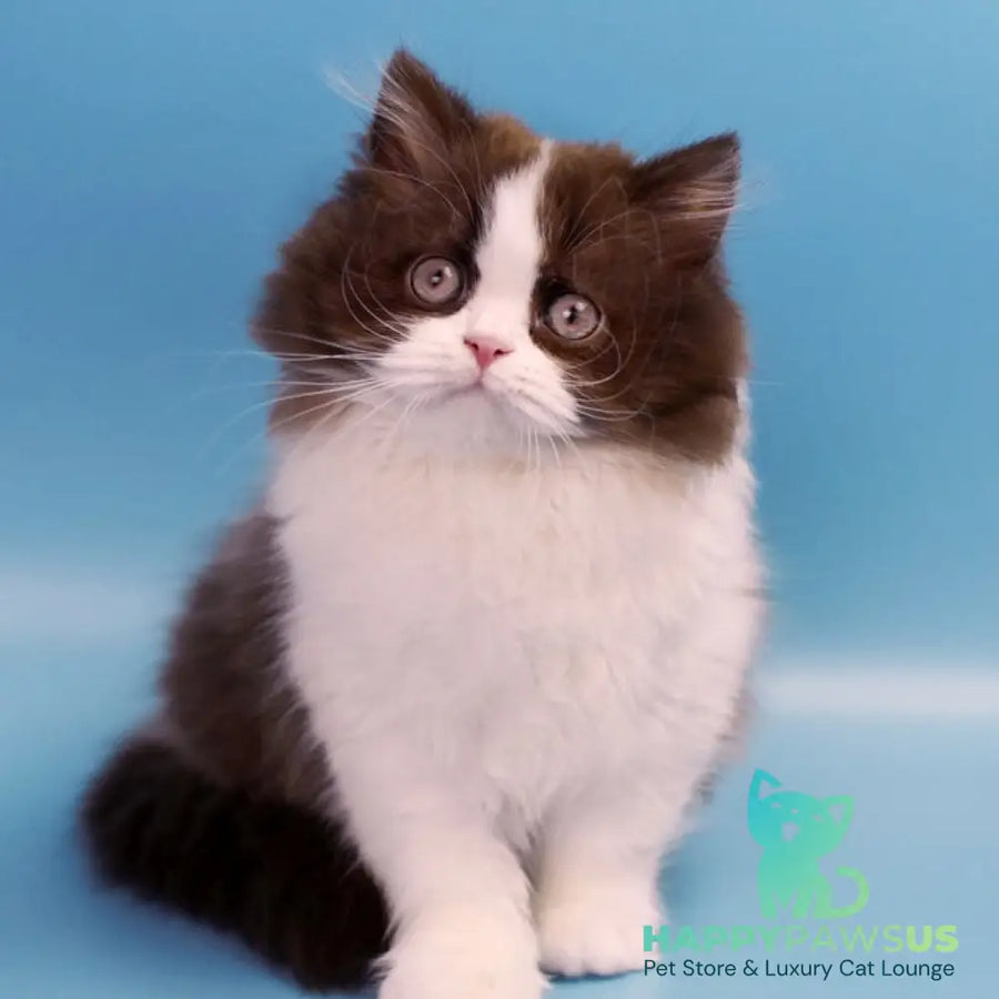 Zabava British Longhair female chocolate bicolour - live animals