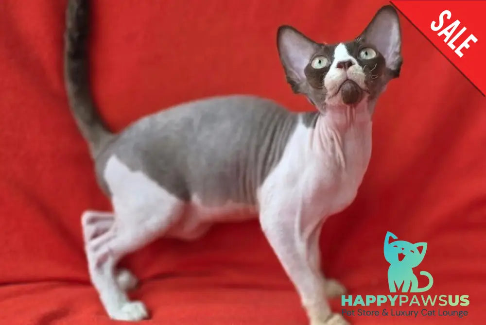 Zabava Devon Rex female chocolate bicolour - live animals