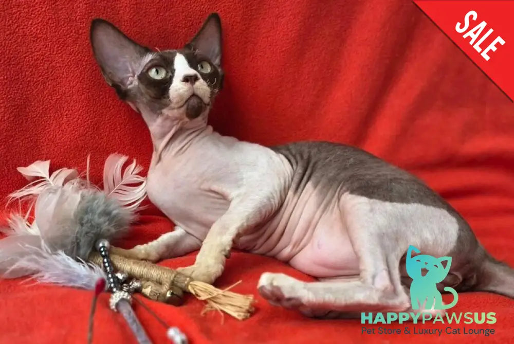 Zabava Devon Rex female chocolate bicolour - live animals