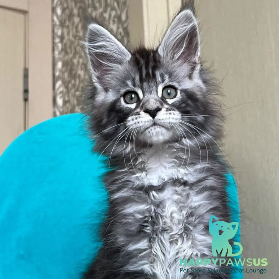 Zabava Maine Coon female black silver tabby - live animals