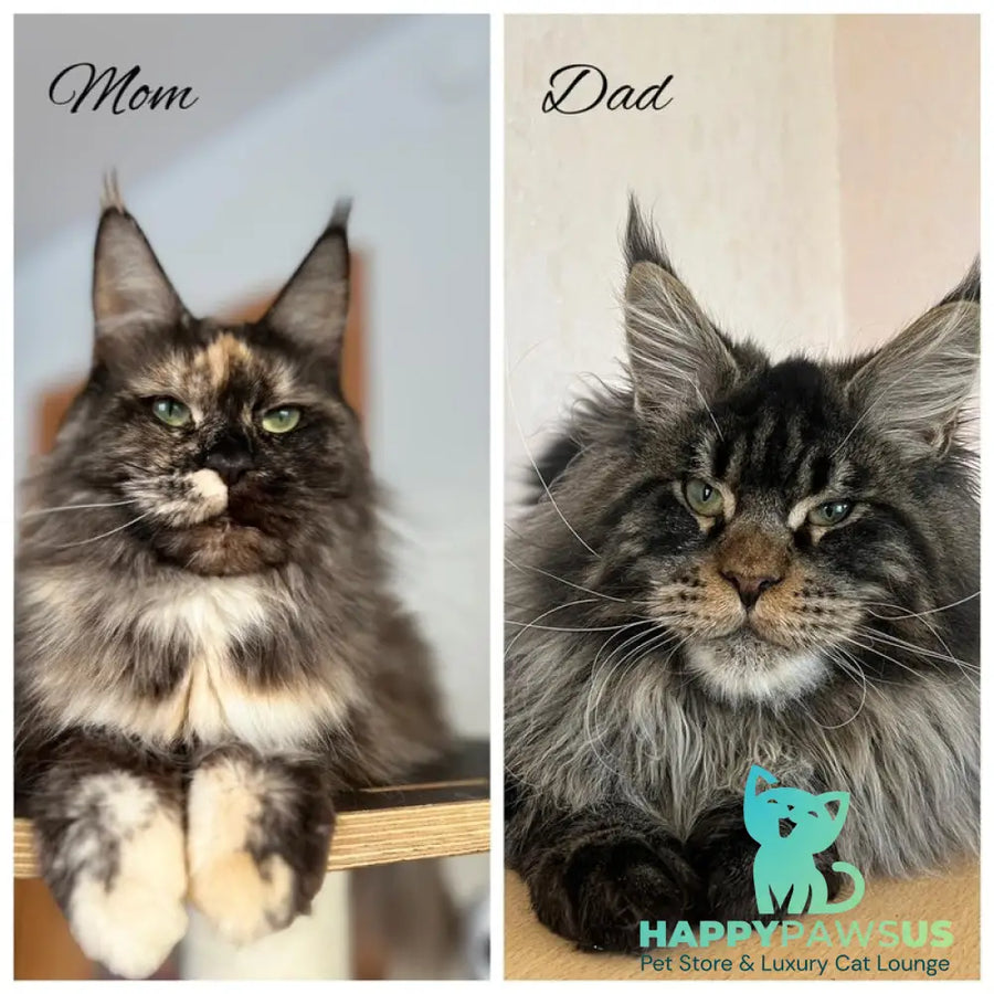 Zabava Maine Coon female black silver tabby - live animals