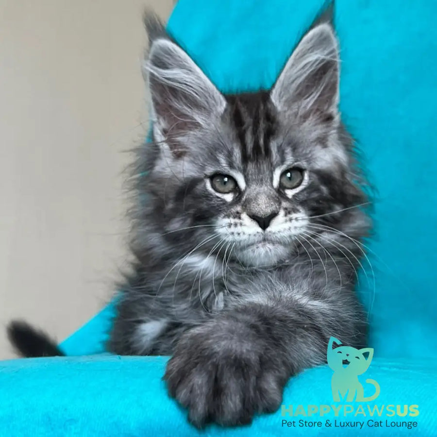 Zabava Maine Coon female black silver tabby - live animals