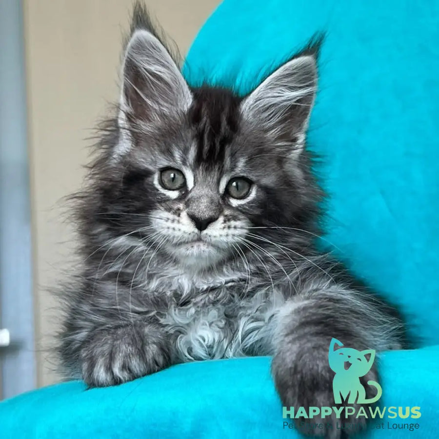 Zabava Maine Coon female black silver tabby - live animals